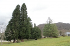 LaColoduCagire-ParcGrandsArbres