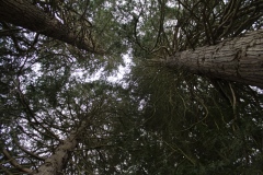 LaColoduCagire-ParcSousArbres